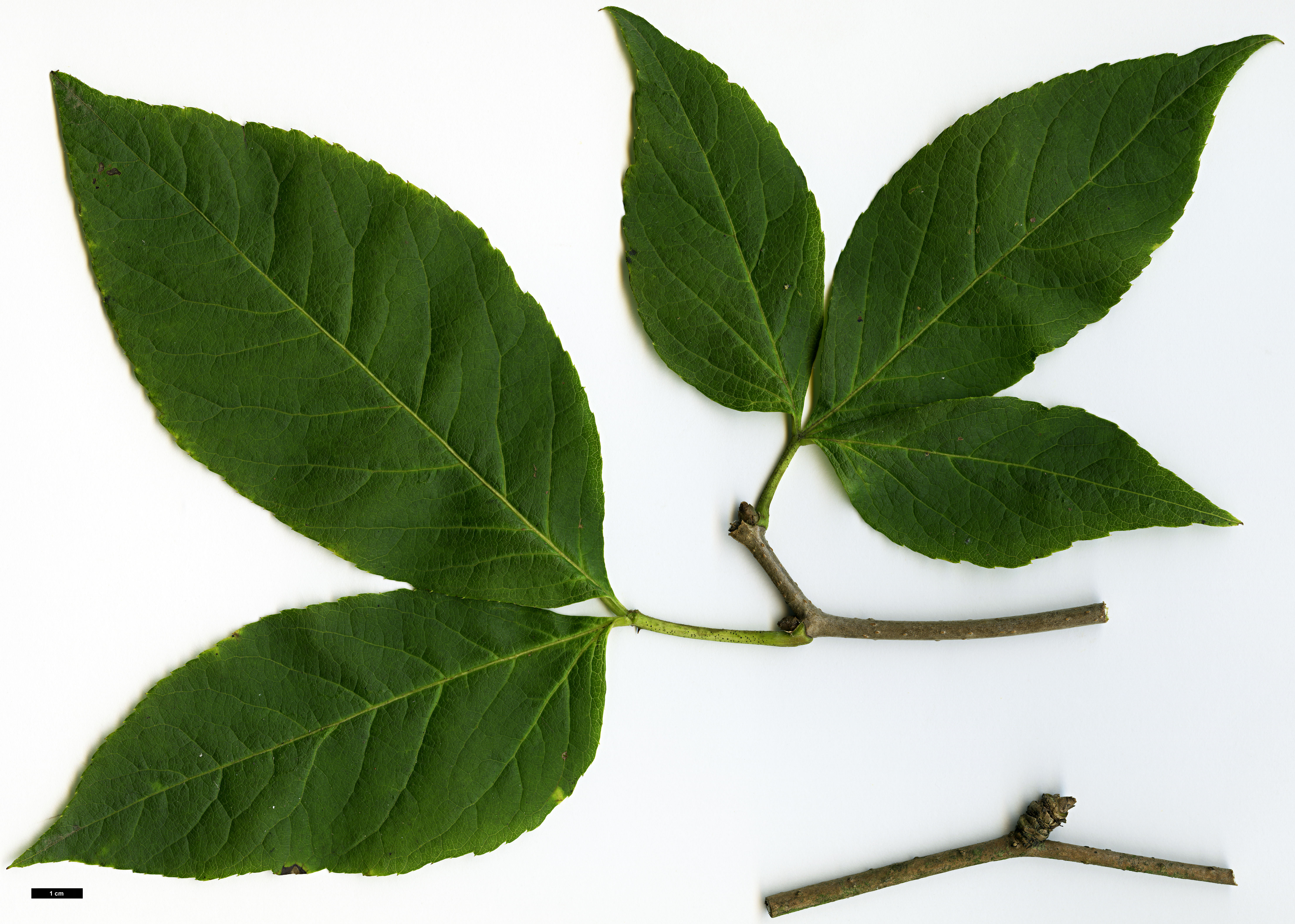 High resolution image: Family: Araliaceae - Genus: Eleutherococcus - Taxon: divaricatus - SpeciesSub: var. chiisanensis High resolution image: Family: Araliaceae - Genus: Eleutherococcus - Taxon: divaricatus - SpeciesSub: var. chiisanensis